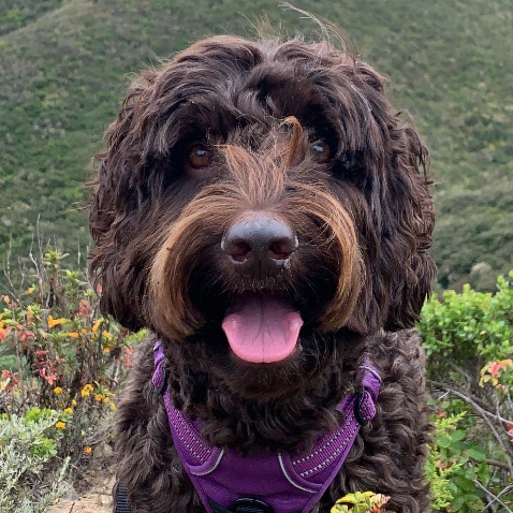 Meet your Posher, Rae